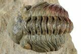 Curled Reedops Trilobite Fossil - Atchana, Morocco #312352-2